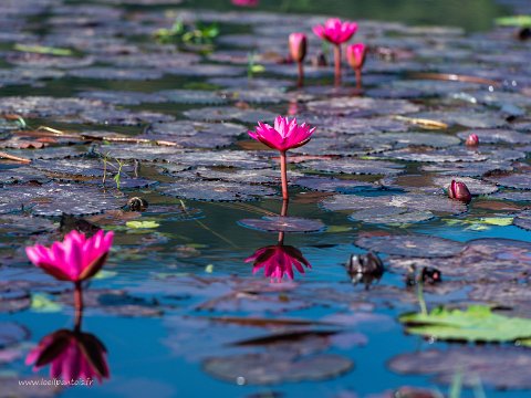 20191124__00048-26 Le long du canal qui relie le lac Inle au lac Sagar, fleurs de lotus